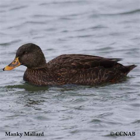 Manky Mallard (Anas platyrhynchos) - North American Domesticated Ducks ...