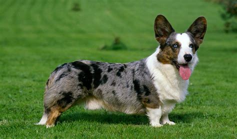 5 Dog Breeds That Can Have a Merle Coat | PetHelpful