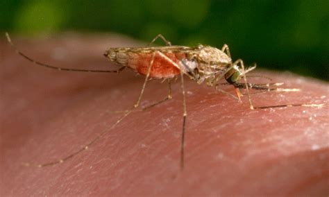 African malaria mosquito - Anopheles gambiae Say