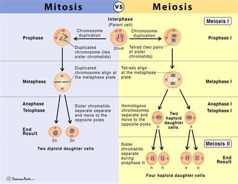 Mitosis vs Meiosis: 14 Main Differences Along With Similarities