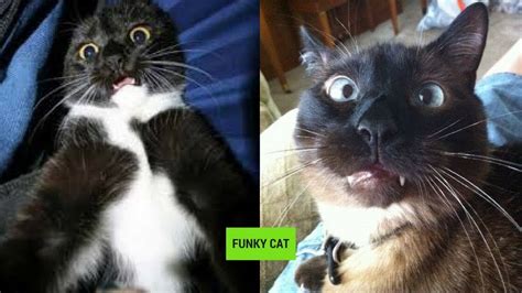 Hilarious Cat Faces