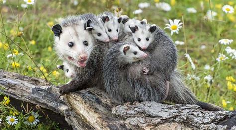 How To Get Rid of Opossums | Keeping Opossums Out of Your Yard