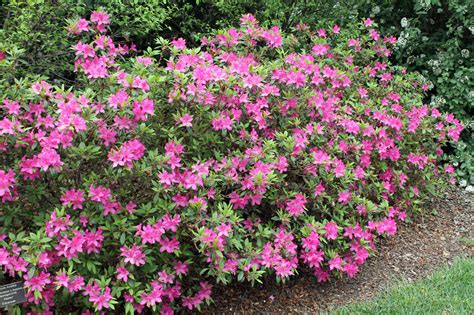 Pruning Azaleas for Color | Gardening in the Panhandle