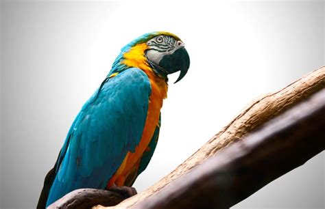 How to Get a Pet Macaw to Trust You