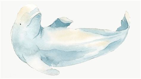 Watercolor painted beluga whale transparent png | premium image by ...