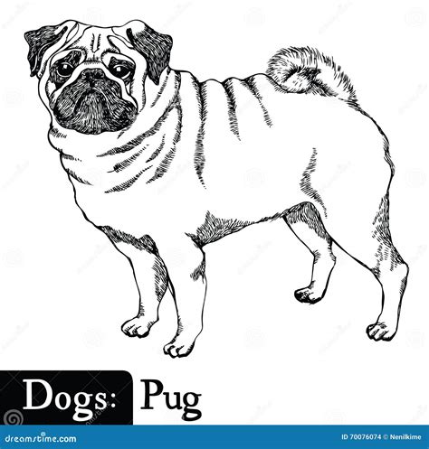 Dogs Sketch style Pug stock vector. Illustration of graphic - 70076074