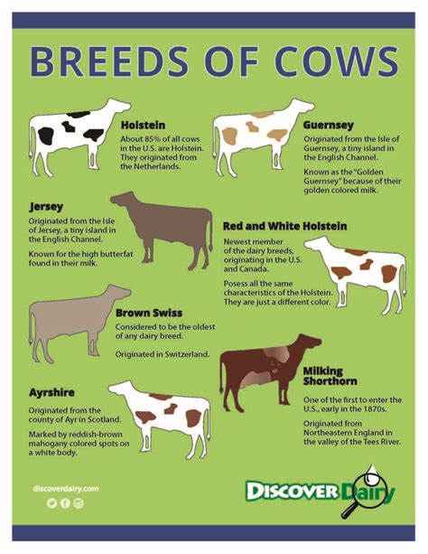 Cow Chart Wrap Dairy Cow Breeds Breeds Of Cows Dairy Cows | The Best Porn Website