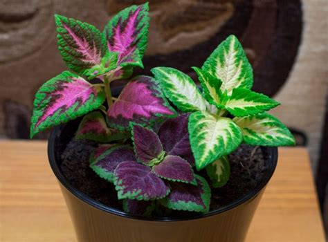 Coleus Plant Care Indoors: How To Grow Coleus Houseplants - Smart Garden Guide