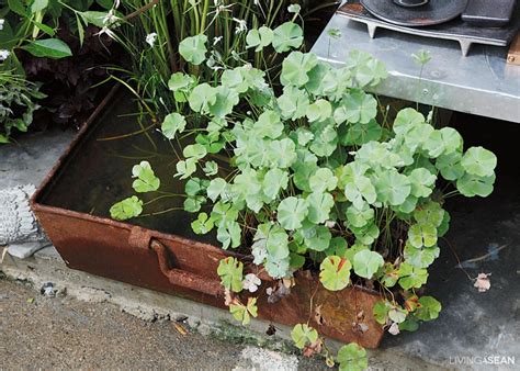 Big Gardening Ideas for Small Urban Areas