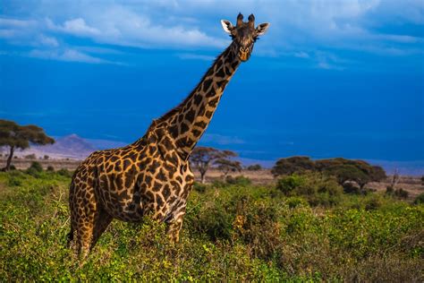 Africa Safari Giraffe - Free photo on Pixabay - Pixabay