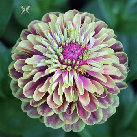 Zinnia Seeds: A Colorful Selection of Annual Flower Seeds