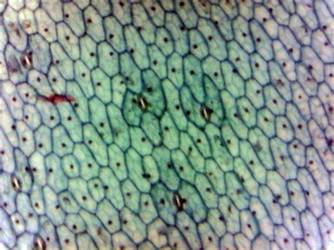 Leaf Epidermis Prepared Microscope Slide