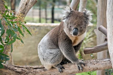 Best Koala Claws Stock Photos, Pictures & Royalty-Free Images - iStock