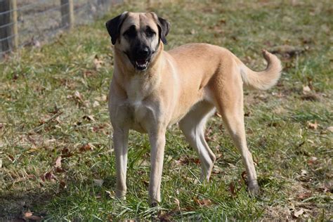 Skyview Anatolians - Anatolian Shepherd Dog Puppies For Sale - Born on 09/21/2020