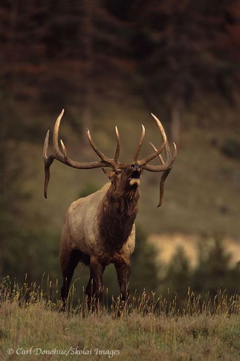 hunting elk | Bull elk, Elk hunting gear, Elk pictures