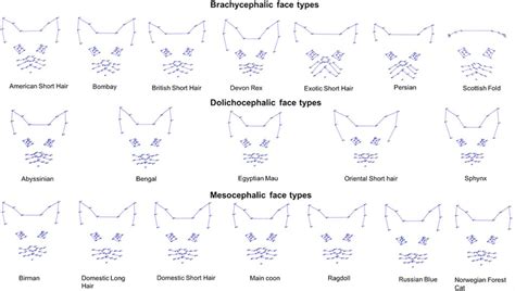 Cat facial expressions are affected by breed: Why there are implications for cat welfare