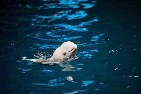 Beluga Whale Baby