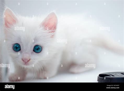 Cute white baby cat with blue eyes isolated on white background Stock Photo - Alamy