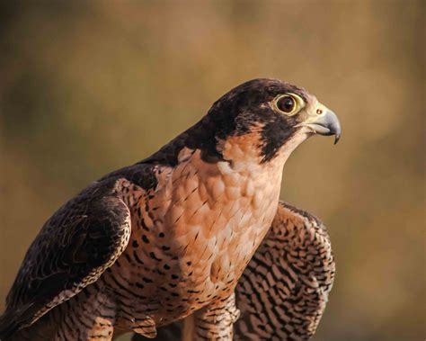 Peregrine Falcon. Falcons. Birds of Prey. Raptors. Bird of | Etsy