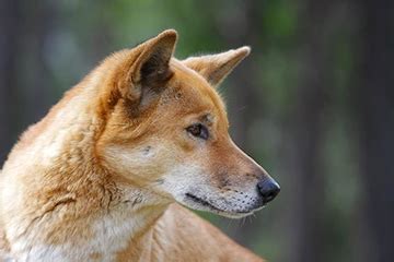 Dingo Habitat, Diet, Reproduction, Meaning | Dingo Dog