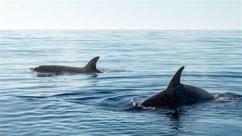 Orcas encounters with boats : Everything you need to know.