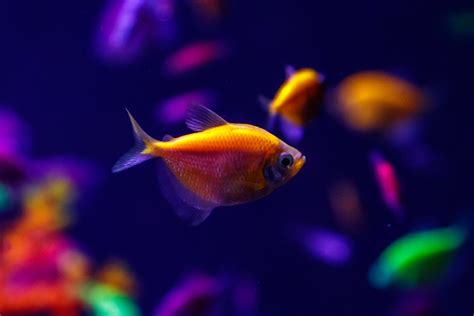 What Are GloFish and How Are They Made? A Complete Guide