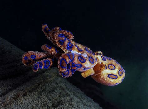 22 Incredible Types of Octopus (Names, Photos & Interesting Facts ...