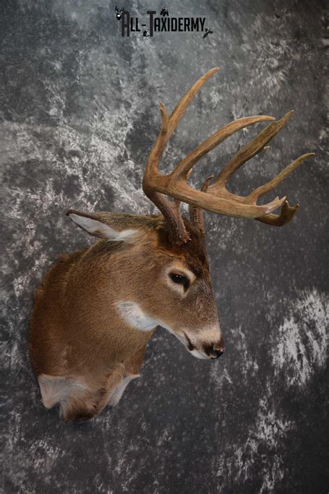 Canadian Whitetail Deer Shoulder Taxidermy Mount SKU 1548 | All Taxidermy