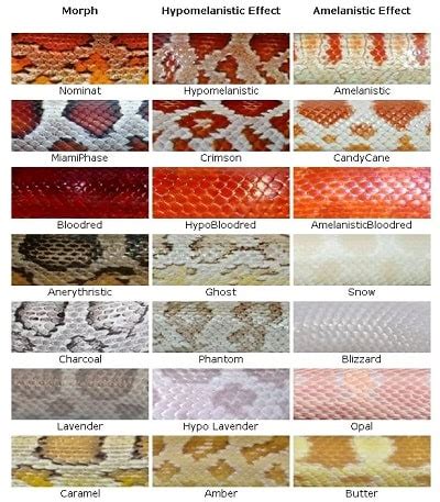 30+ Beautiful Corn Snake Morphs & Colors (With Pictures)