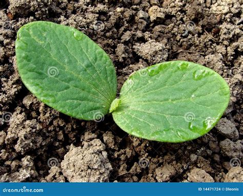 Pumpkin Seedling Stock Images - Image: 14471724