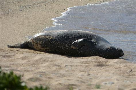 Relocated Hawaiian monk seal pup thriving on Oahu | Honolulu Star-Advertiser