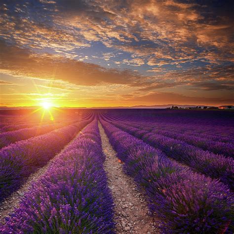 Lavender Field At Sunset by Mammuth