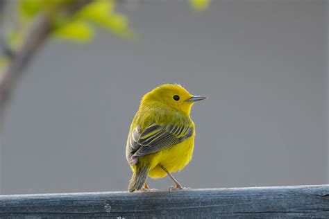 Yellow Warbler | Audubon Field Guide