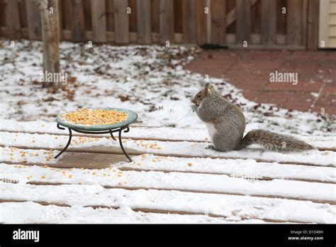 Squirrel eating corn hi-res stock photography and images - Alamy