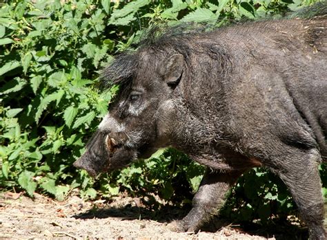 Houston's feral hog invasion continues as population grows