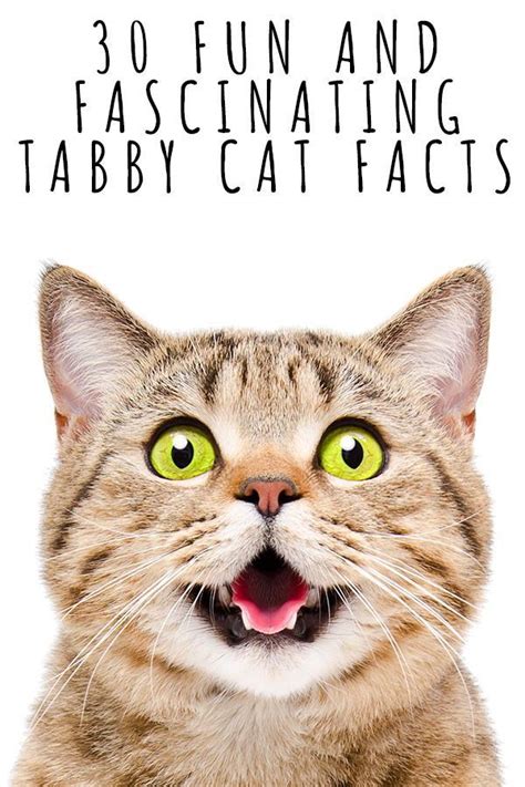 Tabby Cat Facts – 30 Fun And Fascinating Facts For Tabby Kitten Owners Tabby Kitten, Kitty Kitty ...