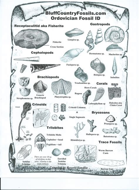 Fossil Pictures For Identification