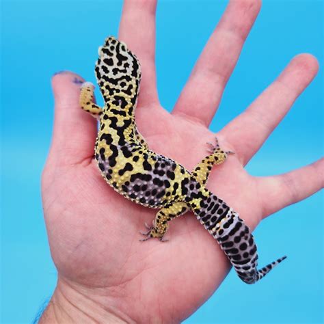 Black Night Leopard Geckos for Sale – Geeky Gecko Creations