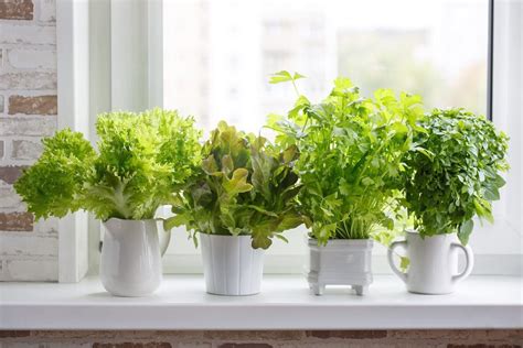 What Are The Best Indoor Winter Plants For This Winter Season?