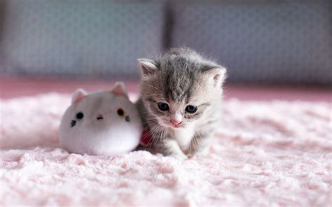 Baby Cats Wallpapers - Top Free Baby Cats Backgrounds - WallpaperAccess