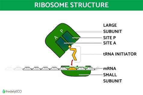 Ribosomes Structure and Function in Biology - Definition With Diagrams