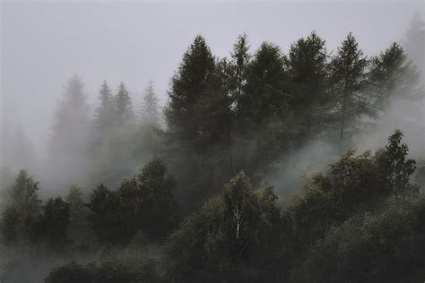 HD wallpaper: Photo of Foggy Forest, 4k wallpaper, conifers, desktop wallpaper | Wallpaper Flare