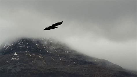 White tailed eagle (havørn) in northern Norway. - YouTube