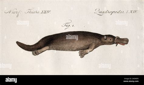 Platypus anatomy. Duck-billed platypus (Ornithorhynchus anatinus), as described in 1798 by ...