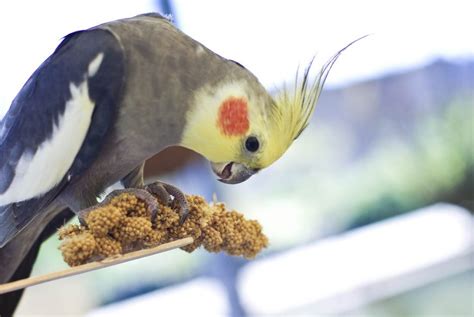 Good Food for Your Cockatiel – Paco Parrot's Blog