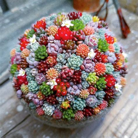 Succulents With Yellow Flowers That You May Want To Have | Succulent ...