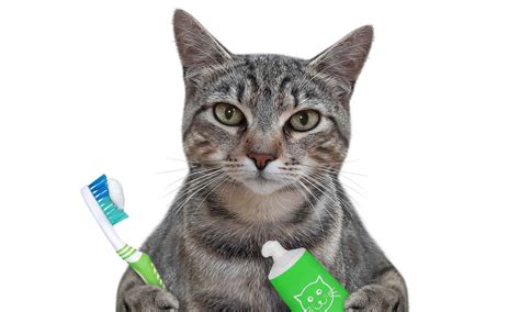 The Best Cat Toothbrush: Ranked and Reviewed - A-Z Animals