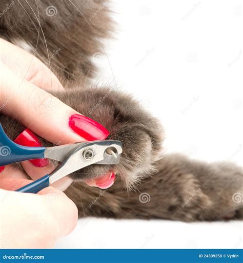 Trimming Cat's Nails Royalty Free Stock Photos - Image: 24309258