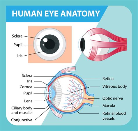 Eye Anatomy Chart