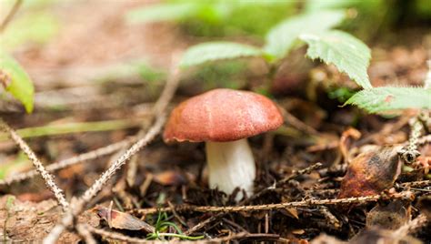 MDARD says all wild-foraged mushrooms offered for sale must be inspected | Food Safety News